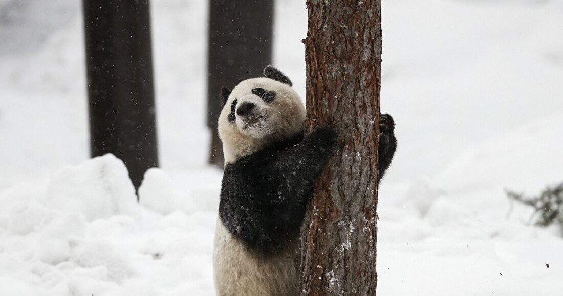 Gấu trúc Lumi chơi với tuyết trong vườn thú Ahtari Zoo ở Phần Lan năm 2018. Ảnh: AFP