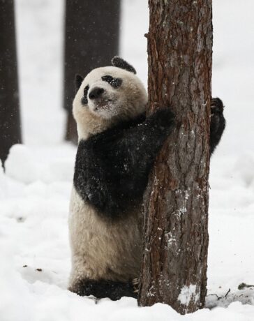 Gấu trúc Lumi chơi với tuyết trong vườn thú Ahtari Zoo ở Phần Lan năm 2018. Ảnh: AFP