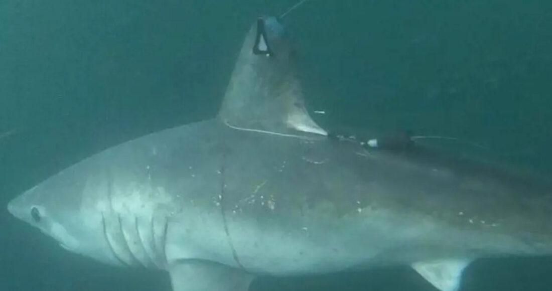 Cá mập porbeagle được gắn thiết bị theo dõi. Ảnh: Jon Dodd