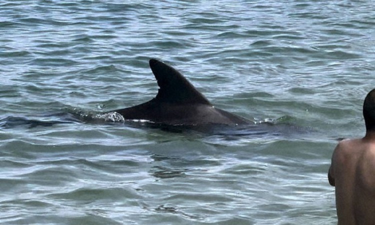 Cá heo xuất hiện tại bờ biển Shiraki ở tỉnh Fukui hồi đầu tháng 8. Ảnh: Kyodo