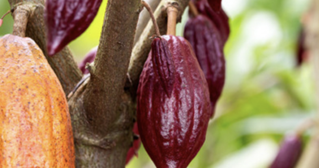 Ca cao trồng ở miền Tây. Ảnh: Ca cao Việt Nam