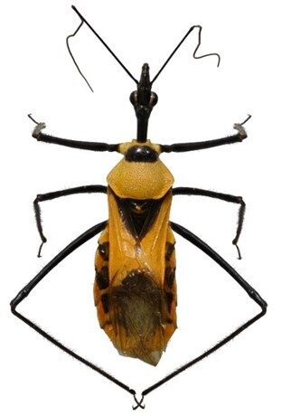 Loài Sycanus thuathienhuensis Truong & Ha. Ảnh: Nhóm nghiên cứu