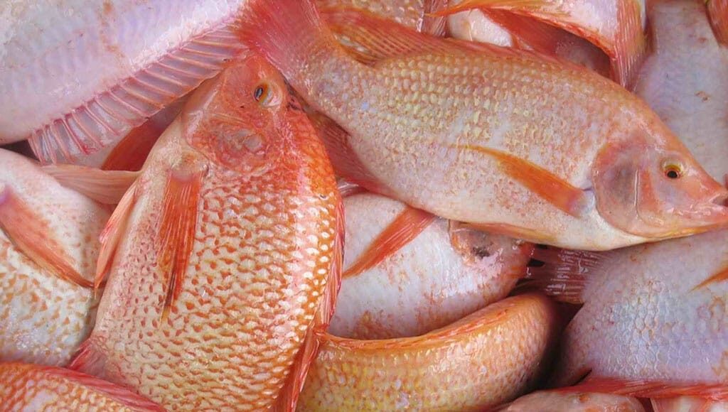 Cá điêu hồng được nhiều đầu mối rao bán. Ảnh: Linh Đan