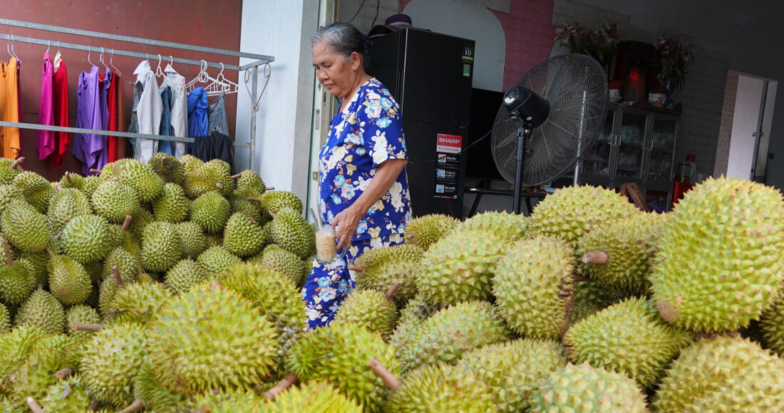Thu hoạch sầu riêng tại huyện Châu Thành, Đồng Tháp. Ảnh: Hoàng Nam