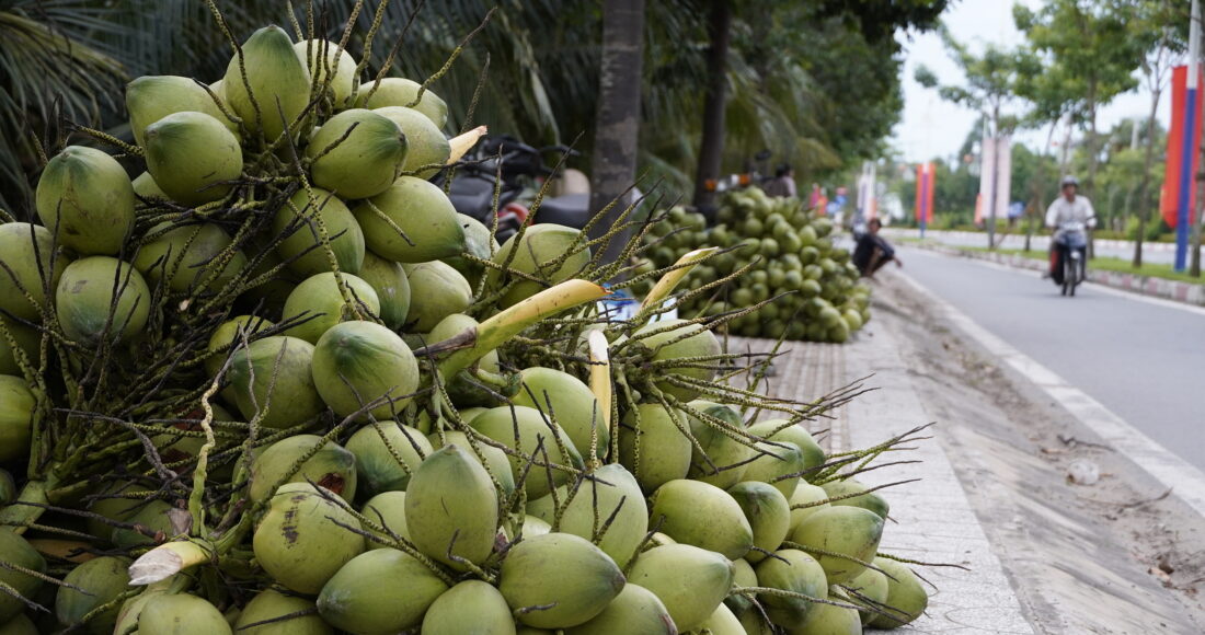 Dừa tại Bến Tre ngày 5/8