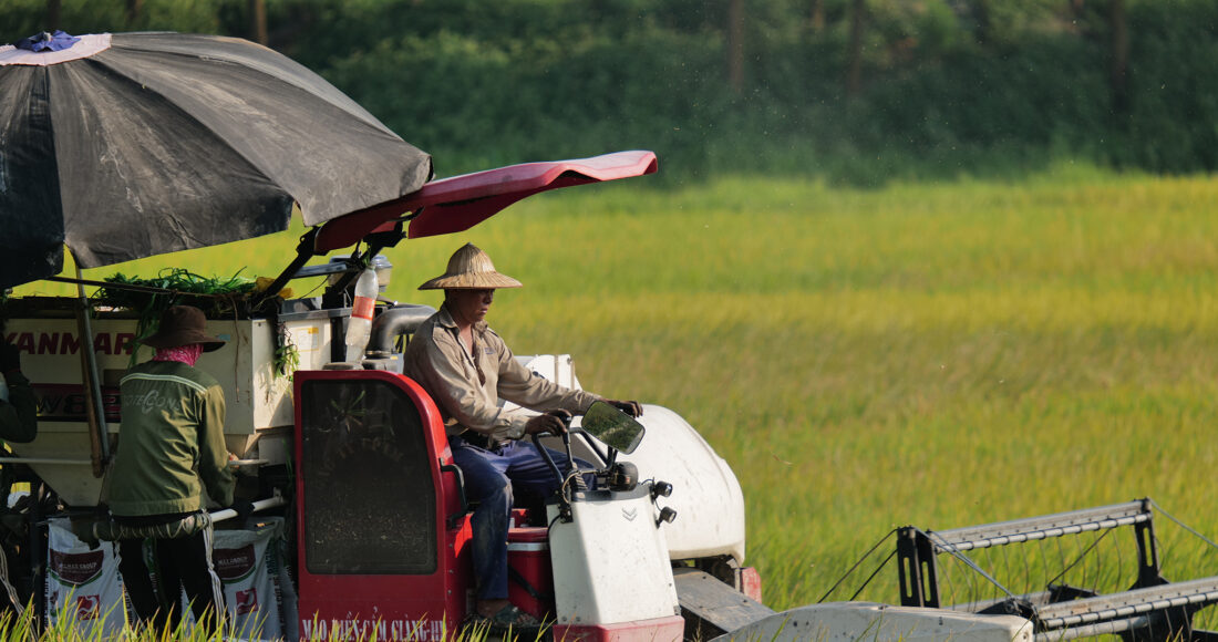Gặt lúa ở Đông Anh, Hà Nội tháng 5/2023. Ảnh: Ngọc Thành