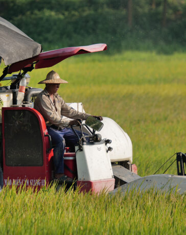 Gặt lúa ở Đông Anh, Hà Nội tháng 5/2023. Ảnh: Ngọc Thành