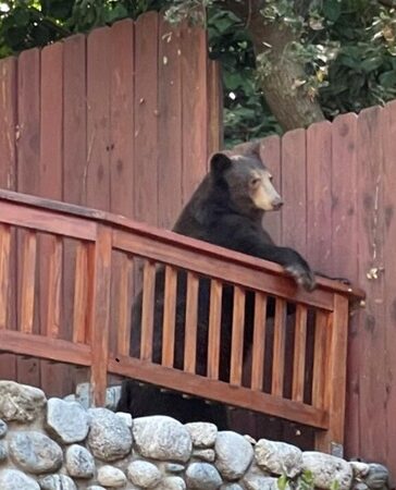 Gấu đen ở nhà một cư dân tại Sierra Madre. Ảnh: Los Angeles Times