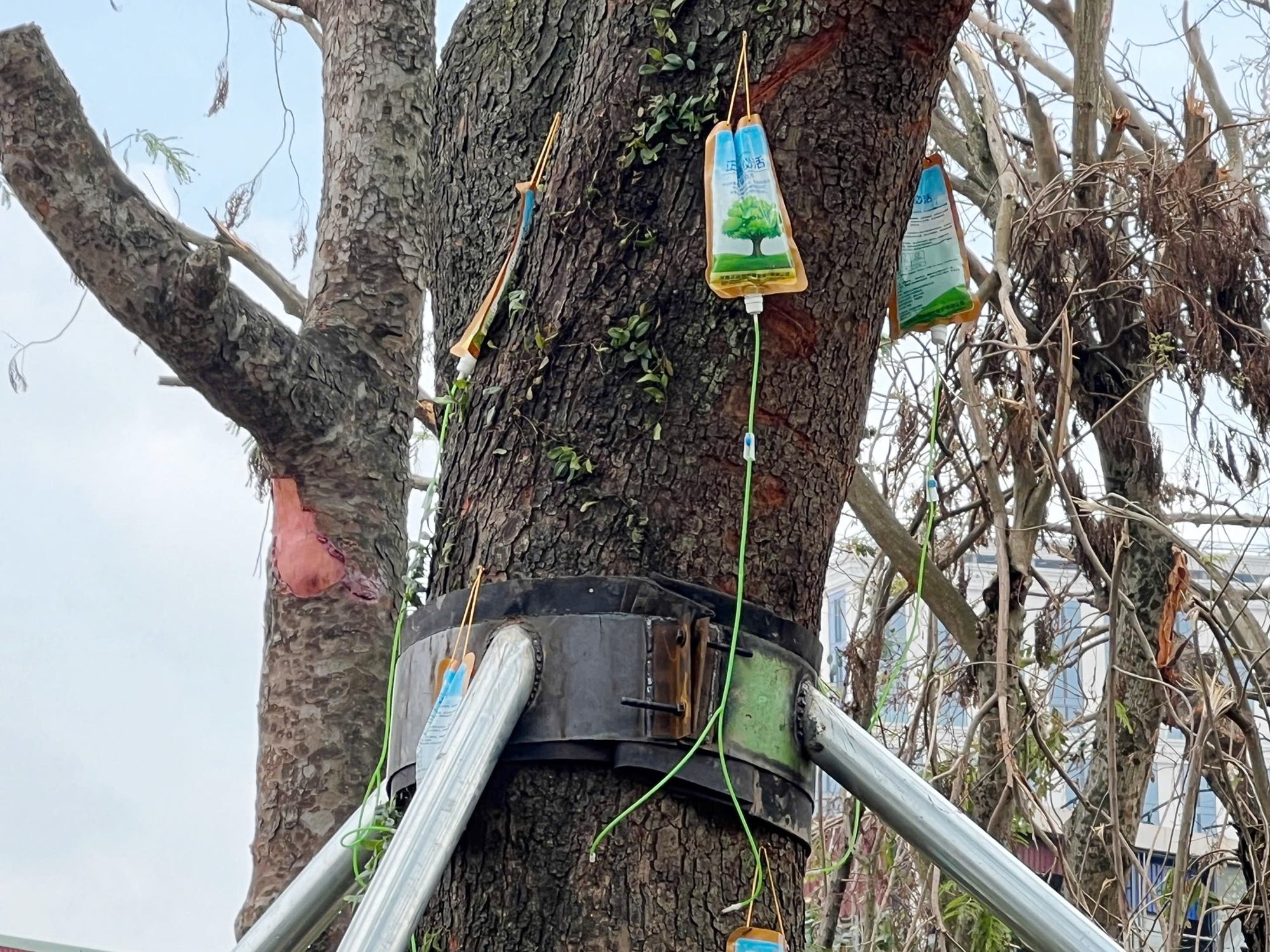 các cây lớn, quý nhiều nằm tuổi ở dải vườn hoa trung tâm còn được truyền trực tiếp dinh dưỡng vào thân. Ảhh: Lê Tân