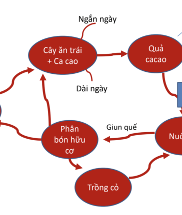 Ví dụ điển hình về mô hình kinh tế tuần hoàn ca cao. Ảnh: Helvetas Việt Nam