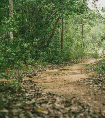 Đường trekking trong Vườn quốc gia Phú Quốc. Ảnh: Dương Đông