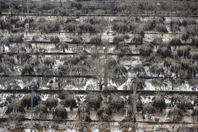 Hàng nghìn gốc đào ở Nhật Tân, Tây Hồ, Hà Nội bị mất trắng do lũ lụt sau bão Yagi. Ảnh: Ngọc Thành