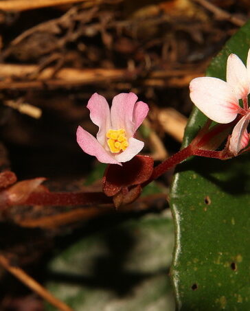 Thu hải đường hoa thưa phát hiện tại Quảng Trị. Ảnh: Nhóm dự án cung cấp