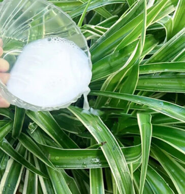 4 công dụng bất ngờ của sữa tươi hết hạn