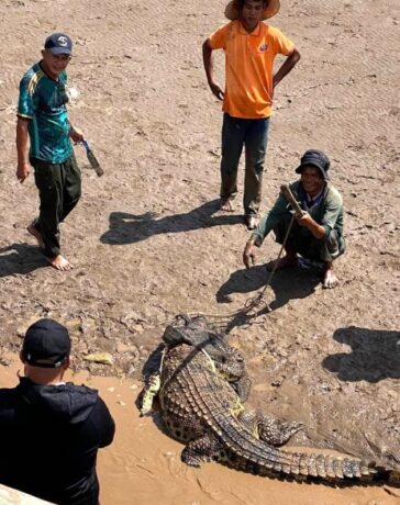 Người dân vây bắt cá sấu ở gần cửa biển TP Bạc Liêu. Ảnh: Người dân cung cấp