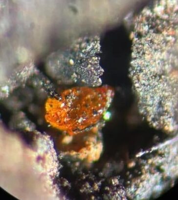 Mẩu hổ phách trong lớp đá lignite kỷ Phấn Trắng ngoài khơi Nam Cực. Ảnh: Alfred Wegener Institute / V. Schumacher