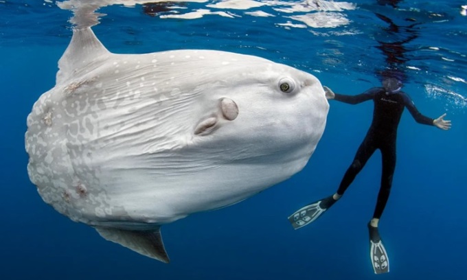 Cá mặt trăng giải phóng khoảng 300 triệu quả trứng chưa thụ tinh trong một lần sinh sản. Ảnh: Cnet