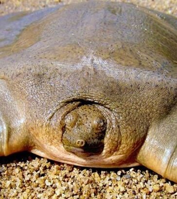 Rùa mai mềm khổng lồ châu Á cực kỳ hiếm gặp. Ảnh: Ben G. Thomas.