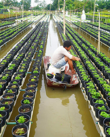 Anh Đặng Văn Út bơi xuồng chăm sóc vườn cúc mâm xôi nhiều màu. Ảnh: Ngọc Tài