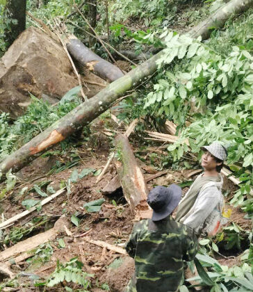 Những hòn đá mồ côi nặng hàng chục tấn trên đỉnh núi lăn xuống gặp cây cối cẳn lại. Ảnh: Sơn Thủy
