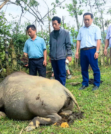 Một con trâu của người dân xã Huồi Tụ bị chết do mắc bệnh ung khí thán, phải tiêu hủy. Ảnh: Hùng Lê