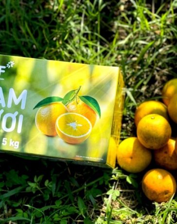 Cam FVF quả tròn đều, vỏ mỏng, chín vàng ươm. Ảnh: Tập đoàn TH