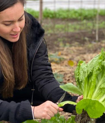 Mandy Lieu thu hoạch rau. Ảnh: St Headline