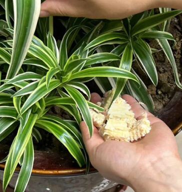 5 công dụng ít biết của lõi ngô