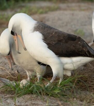 Wisdom và bạn tình bên quả trứng mới. Ảnh: USFWS
