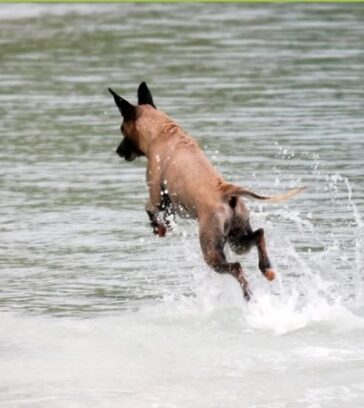 Dadu nổi tiếng với tài săn cá mập trên đảo Palmyra. Ảnh: Nature Conservancy