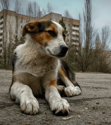 Chó sống ở gần nhà máy điện hạt nhân Chernobyl. Ảnh: MSN