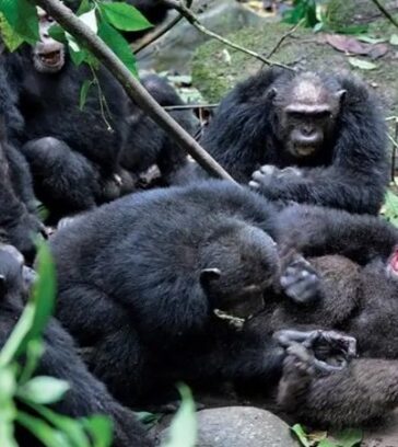 Dù hiếm gặp, cuộc chiến giữa những con tinh tinh rất bạo lực. Ảnh: Konrad Wothe/Minden Pictures